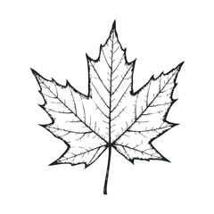 Naklejka premium Detailed black ink maple leaf drawing on white background
