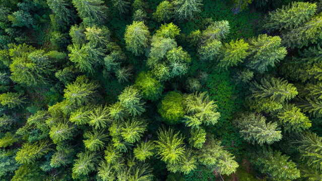 Top-down drone image captures dense pine tree crowns forming a rich, layered green forest texture