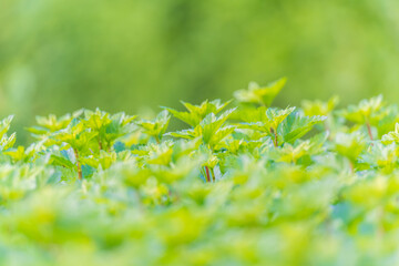 Nature of green leaf in garden at summer. Natural green leaves plants using as spring background cover page environment ecology