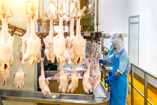 Several factory employees workers, in the production process of selecting the ducks hanging from the hooks of the conveyor belt to making the duck meat cuts.