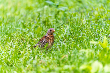 Fototapeta premium Wood bird Fieldfare, Turdus pilaris, on a sprng lawn.