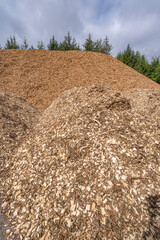 Huge mulch pile from spruce trees, with blue sky and white clouds, Denmark, July 2025