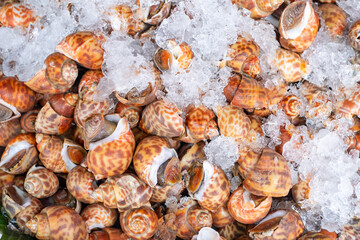Fresh spotted babylon snails (Babylonia areolata) on ice at a seafood market, highlighting their vibrant shell patterns and freshness for cooking.