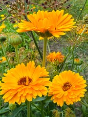 yellow chrysanthemum flowers