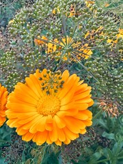 flowers in the water