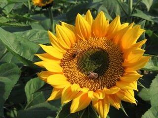 Sunflower in the field on a blue sky day. Sunflower field. Bees on sunflower. Pollination.