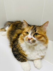 cat