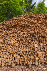 Huge mulch pile from spruce trees, with blue sky and white clouds, Denmark, July 2025
