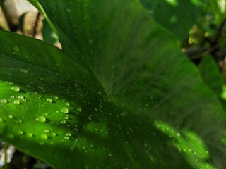 Water drops on a leaf