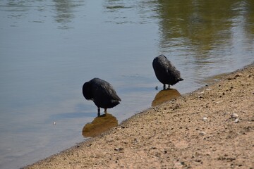 Two coots are standing in water on a beach in sunny summer day.