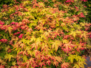 Acer palmatum leaves turning red and yellow in autumn. Colorful Japanese maple foliage close-up in seasonal garden.