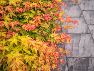 Colorful Acer palmatum leaves in autumn beside stone pavement. Japanese maple with red, yellow and green foliage in urban garden.