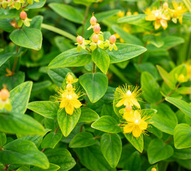 Hypericum androsaemum with yellow flowers and ripening red berries. Close-up of flowering and fruiting ornamental shrub in summer garden.