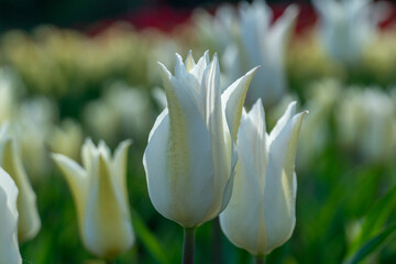 Rows of mustard plants flourish in fertile soil, basking in the bright sunlight on a warm spring...