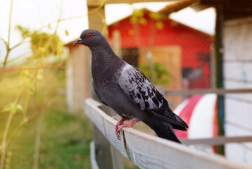 Domestic pigeon
