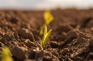 Young mustard plants are emerging from the rich soil in a vibrant field, illuminated by the gentle light of the early spring sun, showcasing new growth and potential