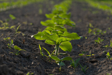 Young mustard plants are emerging from rich soil in a well-maintained agricultural field, basking in the soft morning light. The rows of greenery stretch into the distance
