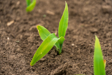 Young mustard plants with vibrant green leaves emerge from the soil in a well-maintained garden, thriving in warm weather and receiving ample sunshine
