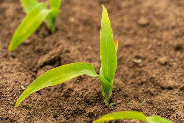 Mustard plants are sprouting vigorously in dark brown soil, soaking up sunlight on a warm summer day, showcasing their lush green leaves and healthy growth