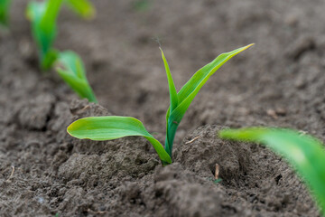 Freshly sprouted mustard plants emerge from fertile soil, reaching for sunlight in a rural garden during late spring. Ideal growing conditions promote healthy growth