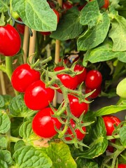 Fresh cocktail tomatoes on the plant
