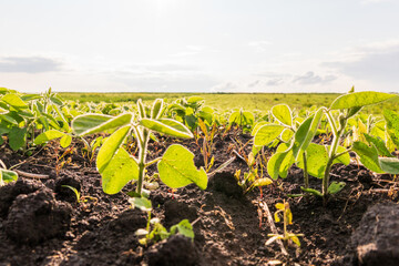 Mustard plants thrive in a fertile field filled with rich soil, showcasing fresh green leaves...