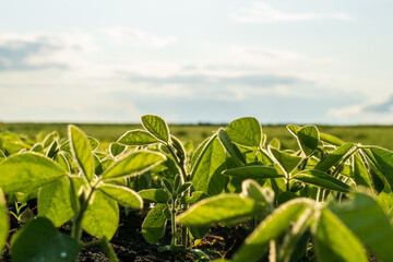 Healthy mustard plants grow vigorously in a lush green field, bathed in the soft light of early morning, showcasing their vibrant leaves and strong stems