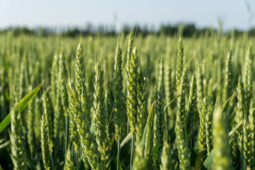 Mustard plants are thriving in a vibrant green field under clear blue skies. The sunlight highlights their healthy growth and lush foliage during a warm season