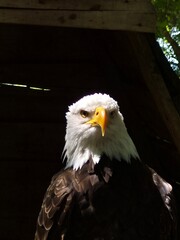 bald eagle portrait against dark background