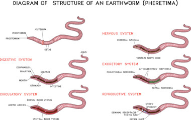 Set of diagrams of internal structure of Pheretima earthworm (circulatory, digestive, reproductive, nervous systems) for biology lessons