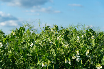 Bright green mustard plants with white flowers flourish in a sunny field, reaching for the sky. The vibrant greenery signifies a successful growing season