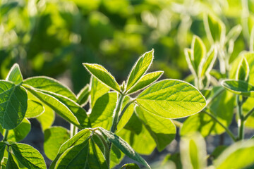 Young mustard plants reach towards the sky, their bright green leaves basking in warm sunlight in an expansive field, showcasing healthy growth and vitality