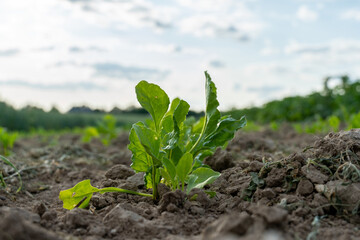 Mustard plants are sprouting from the soil in a field. The clouds create a soft backdrop, signaling the growing season during early spring