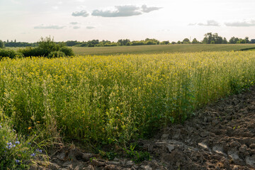 Mustard plants grow abundantly in a lush field, illuminated by soft late afternoon light,...