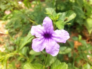 Fototapeta premium purple flower in the garden