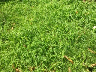 green grass in the grass