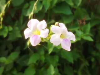 pink frangipani flowers