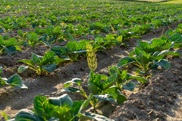 A field of mustard plants thrives in sunlight, displaying rich green leaves and strong stems amidst...