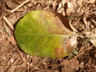 leaf on the ground