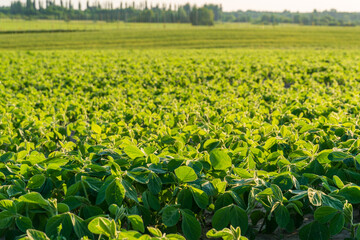 Young mustard plants are growing vigorously in a large field, basking in the warm sunlight of late...