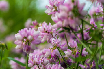 Mustard plants flourish in a sunny field, displaying clusters of delicate pink flowers among fresh green leaves, creating a picturesque spring landscape
