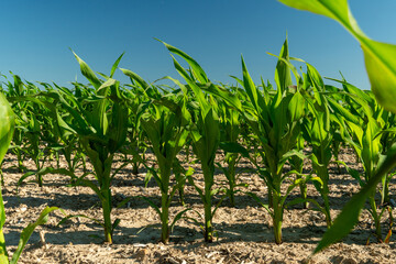In a sunlit field, rows of mustard plants reach for the sky, displaying vibrant green leaves that...