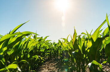Mustard plants are growing vibrantly under the sunlight on a warm summer day in a sunny, open agricultural field, showcasing their lush green foliage