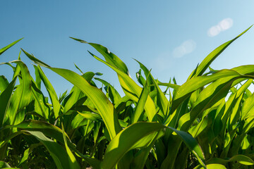 Vibrant green mustard plants stretch towards the clear blue sky, thriving in a sunny field during...