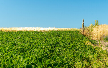 Mustard plants thrive in vibrant green rows under a clear blue sky, adjacent to ripened wheat,...