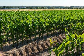Rows of mustard plants thrive in a vibrant field under bright sunlight. The lush green leaves...