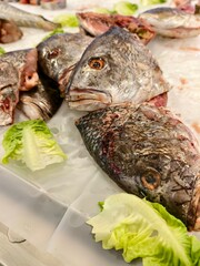 Fresh fish heads, glistening with moisture, arranged on a chilled surface, ready for preparation.