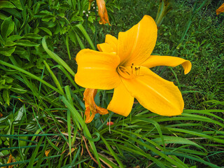 rusty yellow daylily flower growing on the ground in its natural environment