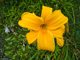 rusty yellow daylily flower growing on the ground in its natural environment