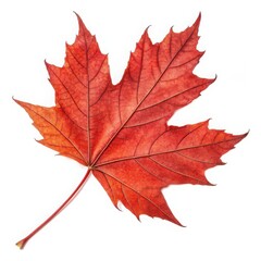 Obraz premium A single red maple leaf isolated on white background, showcasing its intricate veins and autumn colors